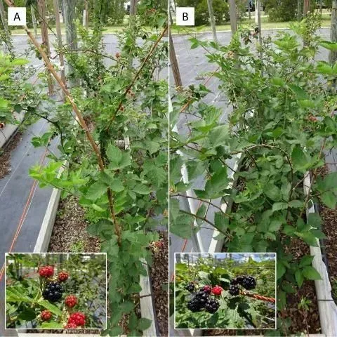 thumbnail for publication: Choosing the Right Blackberry Cultivar in Subtropical Florida